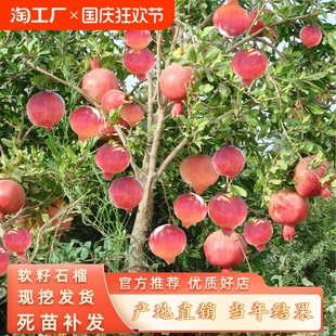 石榴树苗突尼斯软籽石榴树果苗盆栽地栽四季庭院果树无籽甜大红袍