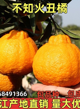 正宗四川丑橘树苗 丑八怪树苗 不知火树苗粑粑柑树苗春见苗橘子苗