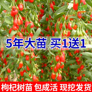 宁夏红枸杞树苗南方北方四季种植阳盆栽地栽黑枸杞子当年结果树苖