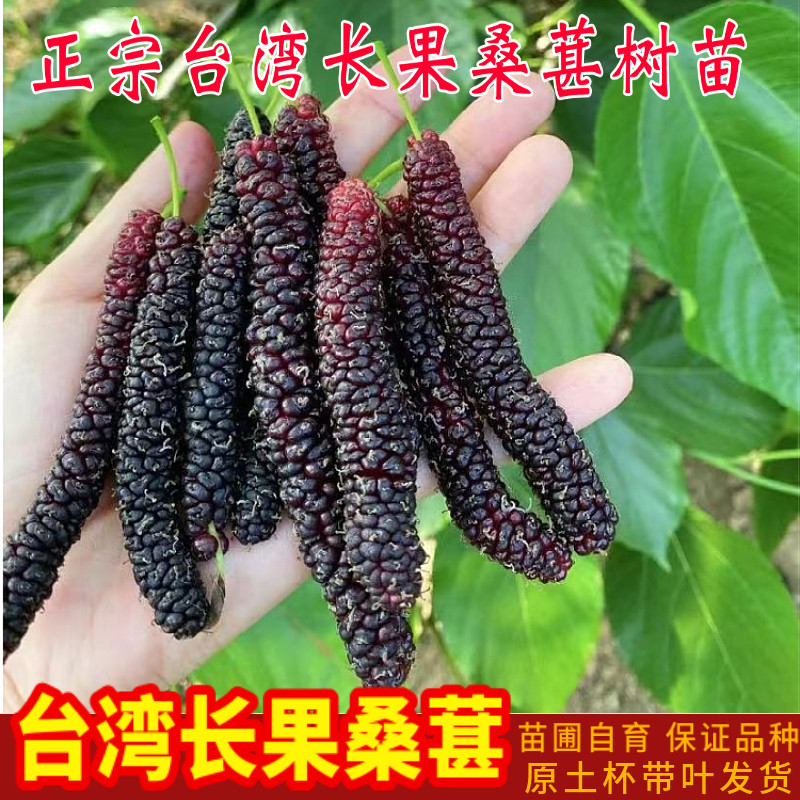 正宗台湾长果桑苗带果嫁接桑葚树苗无籽黑桑果树四季开花结果