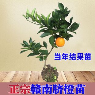 江西正宗赣南脐橙苗带果树苗橙子苗四会沙糖桔皇帝柑树苗