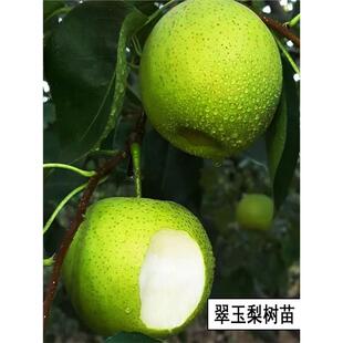 早熟青皮梨树苗嫁接518翠玉梨树果苗梨树活苗南方北方种植果树苗