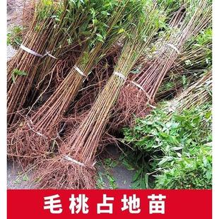 毛桃苗桃树砧木野生毛桃苗嫁接用桃树苗桃树实生苗桃树直生苗四川