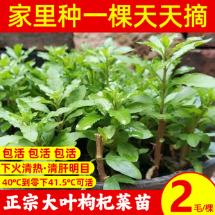 枸杞树苗大叶食用枸杞叶苗室内植物盆栽景新鲜蔬菜苗秧四季种植苗