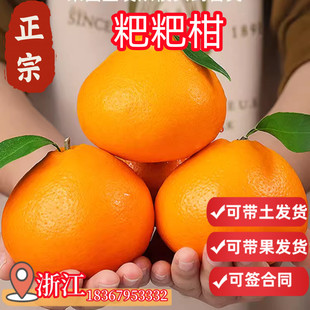 春见耙耙柑树苗丑橘树橘子树砂糖橘特大树水果树果苗桔子南方盆栽