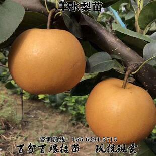 嫁接特大脆梨树苗丰水梨苗当年结果树苗盆栽地栽庭院南方北方种植