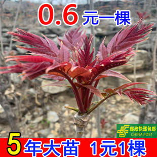 香椿树苖新鲜红油四季早采摘正宗春芽树苗食用盆栽地栽矮化香椿苗