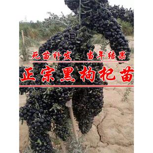 黑枸杞苗树苗盆栽地栽南方北方当年结果食用宁夏野生红枸杞树盆景