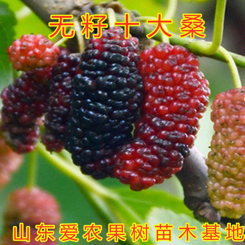 无籽十大桑葚树苗南北方种植好吃四季果桑盆栽地栽大黑桑白玉桑苗