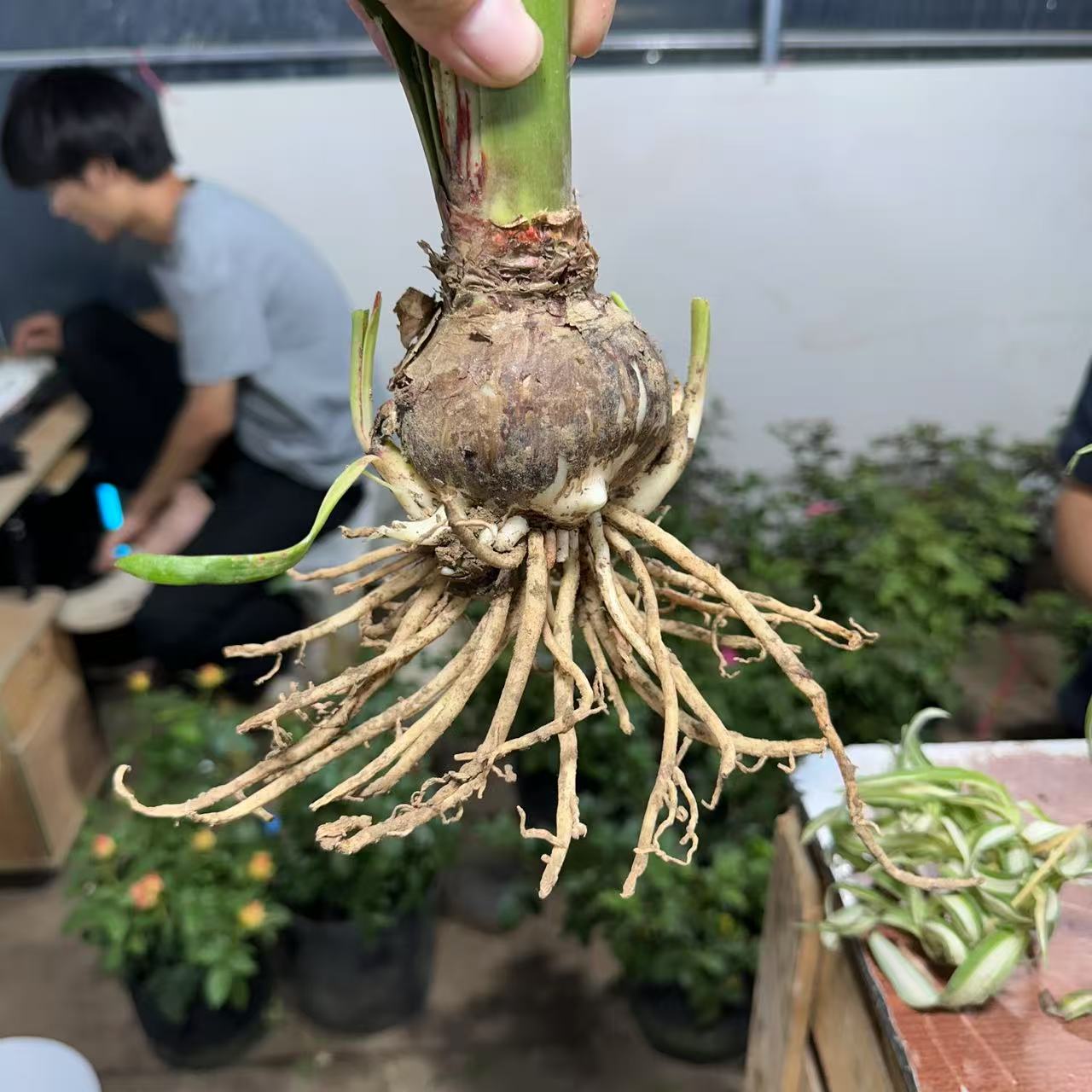 花储坤花卉盆栽室内外春夏秋
