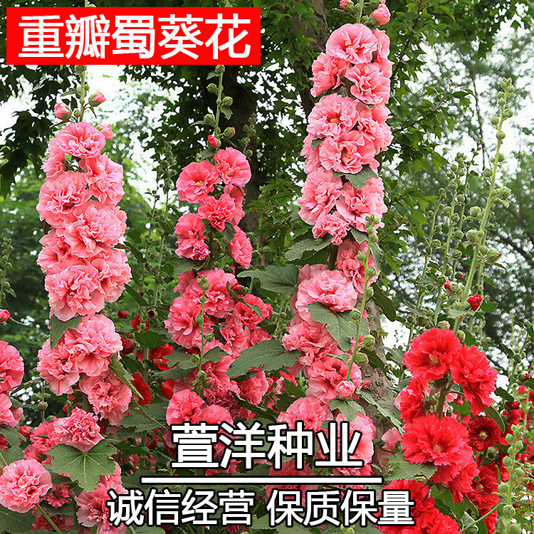 Spring outdoor Flower seeds Heat Shu sunflower Four seasons courtyard Cold-resistant Flowers Seedsin the Flower delivery/Flowers simulation/Plants gardening , Flowers/Fruits and vegetables/Lawn seed (New) , Home &amp; Garden Seeds  category - from Buy2taobao.com to provide professional Taobao agent buy service