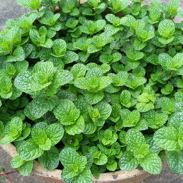 春夏花种子室内易种耐寒薄荷花种四季播易活花籽庭院绿化花卉盆栽