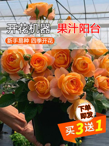 果汁阳台月季盆栽花苗大苗玫瑰花带花苞四季开花室内阳台庭院植物