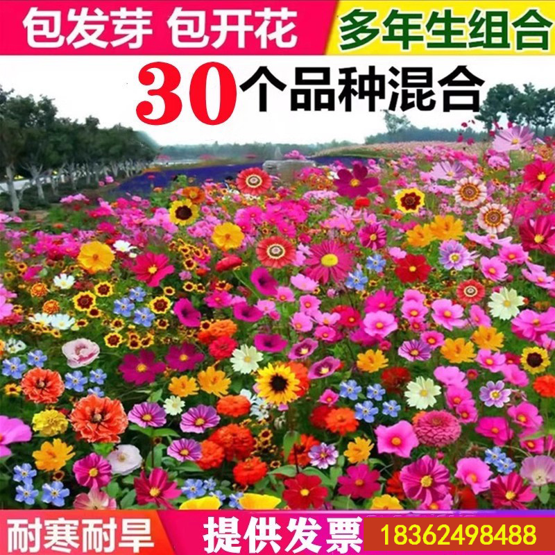 野花组合花种子草坪草花种籽子四季播种开花花格桑花籽太阳花种孑