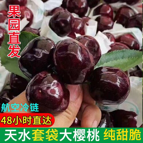 天水大樱桃胜利天水国产车厘子