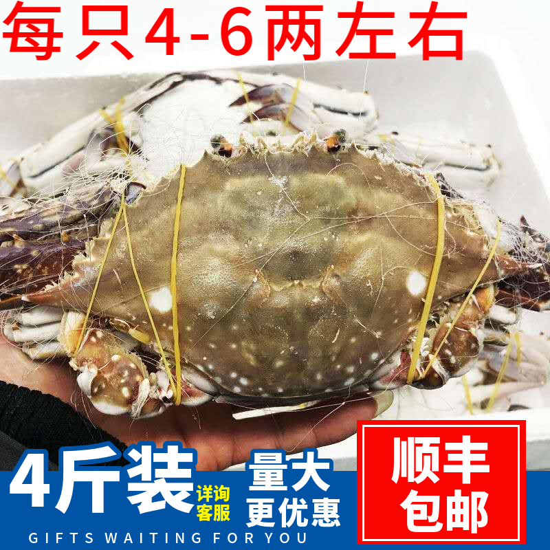 超大新鲜梭子蟹母蟹特大白蟹红蟹大螃蟹海蟹飞蟹三眼蟹含箱五斤