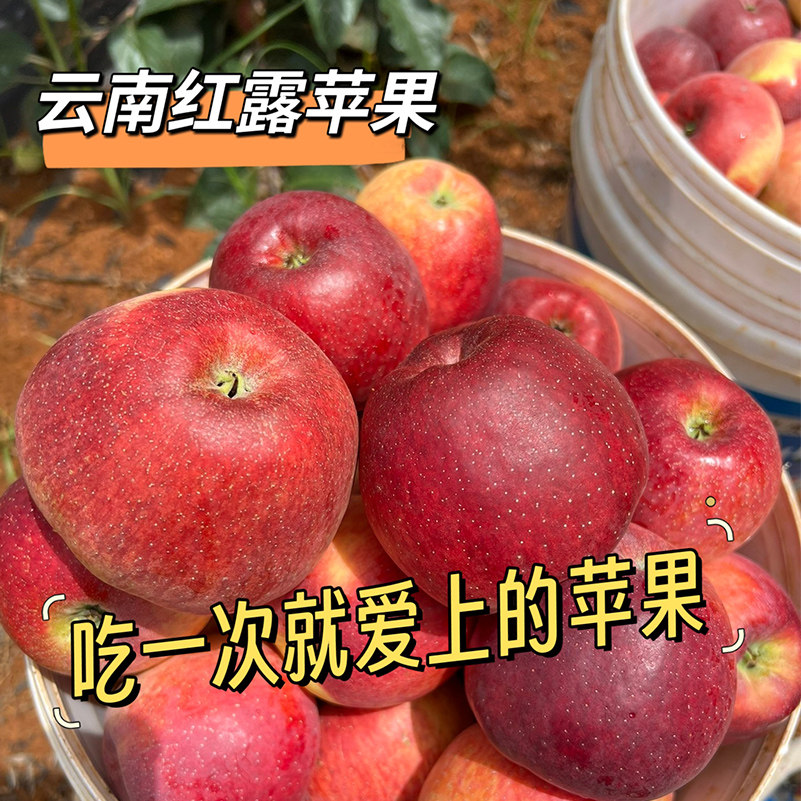 云南红露苹果半野生丑苹果脆甜