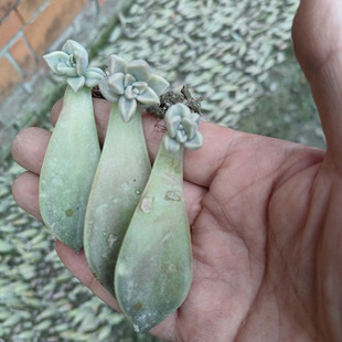 多肉植物紫乐淡雪马库斯姬胧月秋丽铭月阿伦培冬美人出芽叶片