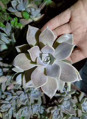 宝石花多肉植物阳台花卉可吃容易