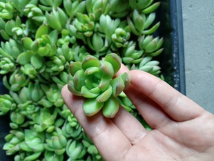 黄丽多肉植物砍头苗新手练手易上色皮实好养活赖人花卉防辐射绿植