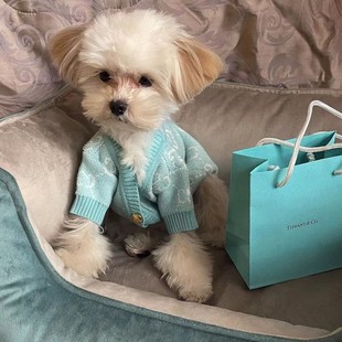 三乐潮牌宠物狗狗秋冬G家针织开衫加厚法斗巴哥泰迪雪纳瑞毛衣