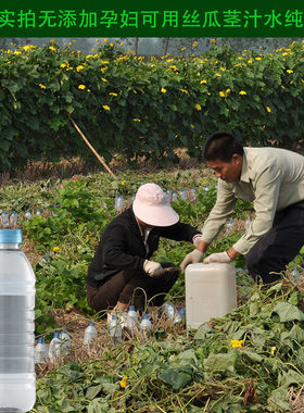 可以喝的丝瓜水基地采集孕妇无添加丝瓜茎汁液天然丝瓜水500ml