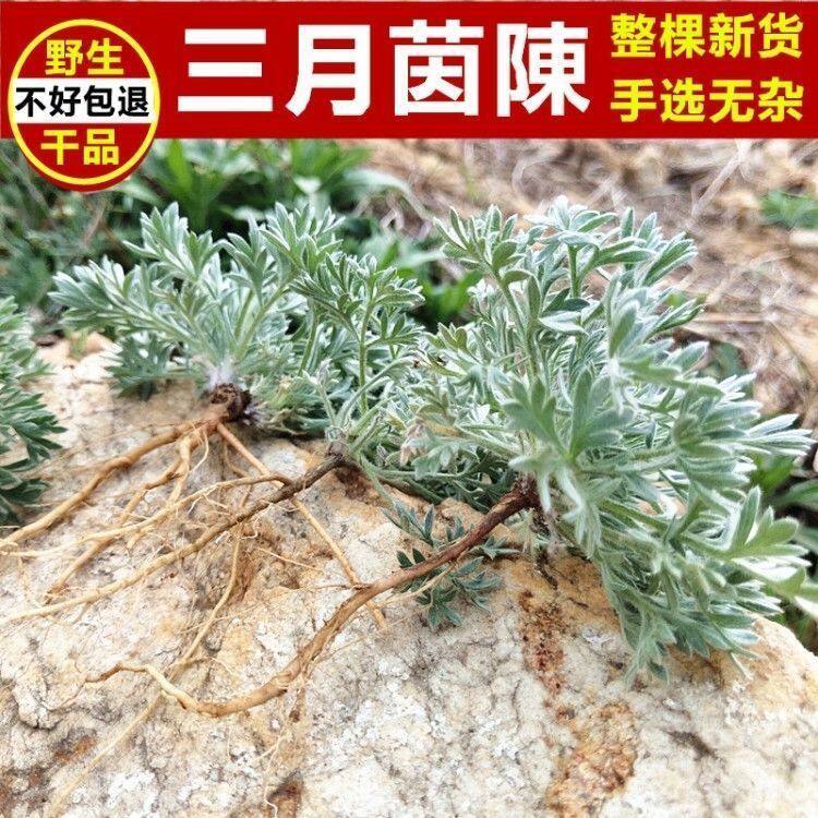 【新货干品】野生茵陈整颗新鲜晒干茵陈蒿白蒿绵茵陈红枣茶棉茵陈