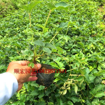 攀援大苗攀援美国苗花卉爬藤植物