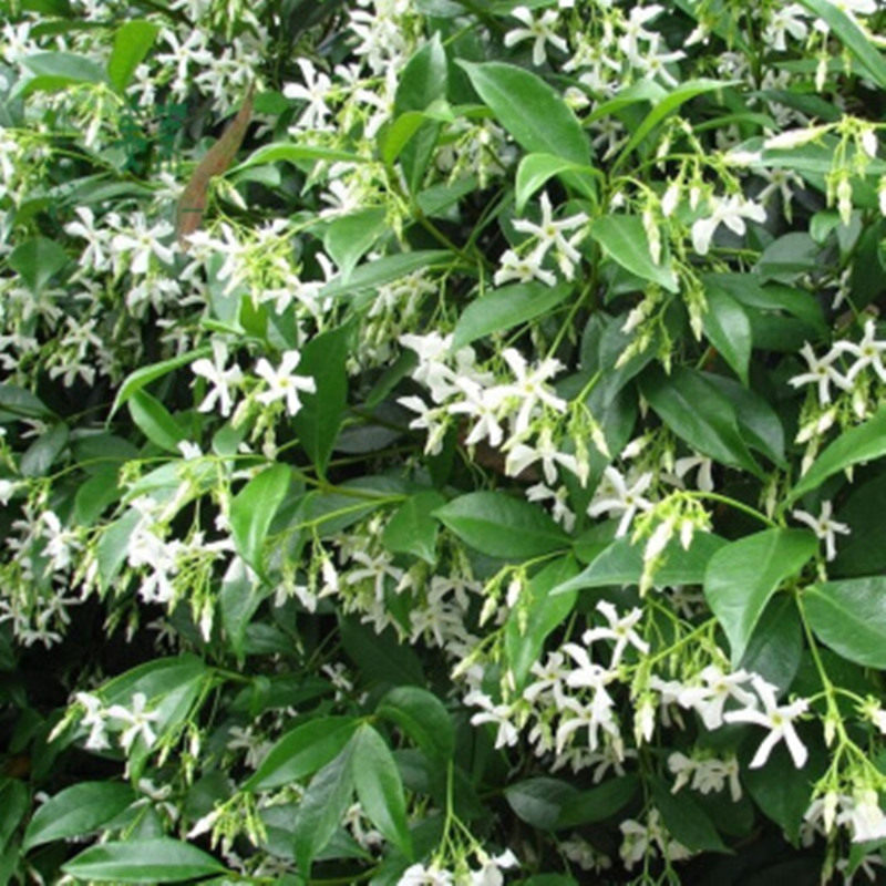 风车茉莉络石藤 花卉盆栽苗爬藤植物全年常绿易养庭院开花有香味