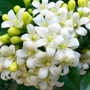 绿植盆栽七里香九里香苗 绿叶瑞香花开花香气袭人驱蚊植物