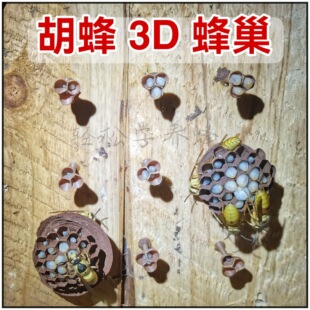 3孔3D蜂巢人工蜂巢础 养殖胡蜂马蜂黄脚黑盾红娘黑尾金环胡蜂巢础