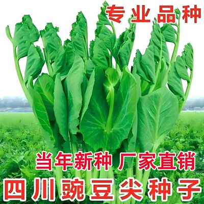无须豌豆苗种子尖四季易