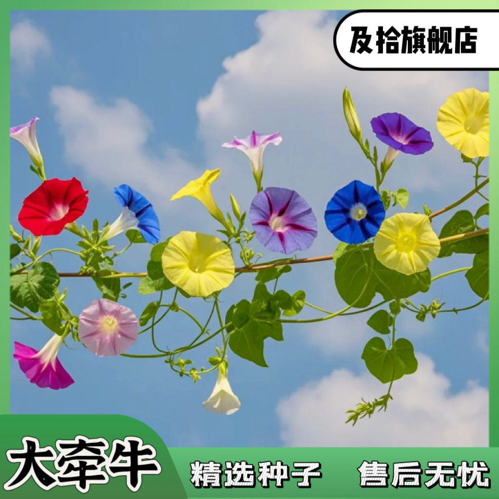 牵牛花种子爬藤大喇叭花图片