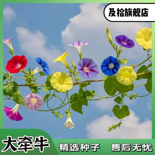 牵牛花种子爬藤大喇叭花