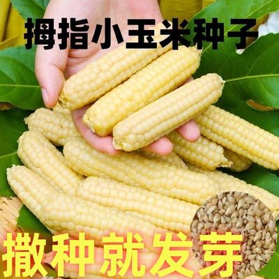 西双版纳香糯拇指小玉米