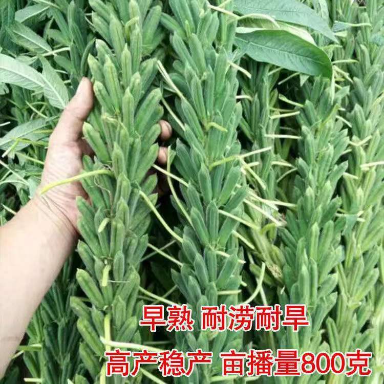 矮脚油芝麻种子中早熟图片