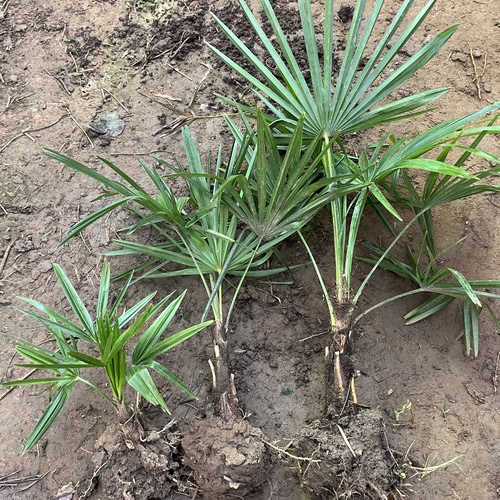 棕树苗棕榈树苗新鲜棕榈树扇子树葵蒲扇棕竹苗棕榈大树别墅绿植好