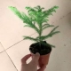 Наньянг Шан 20 см каждый