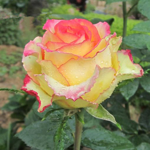 10月季花苗阿班斯四开浓香特