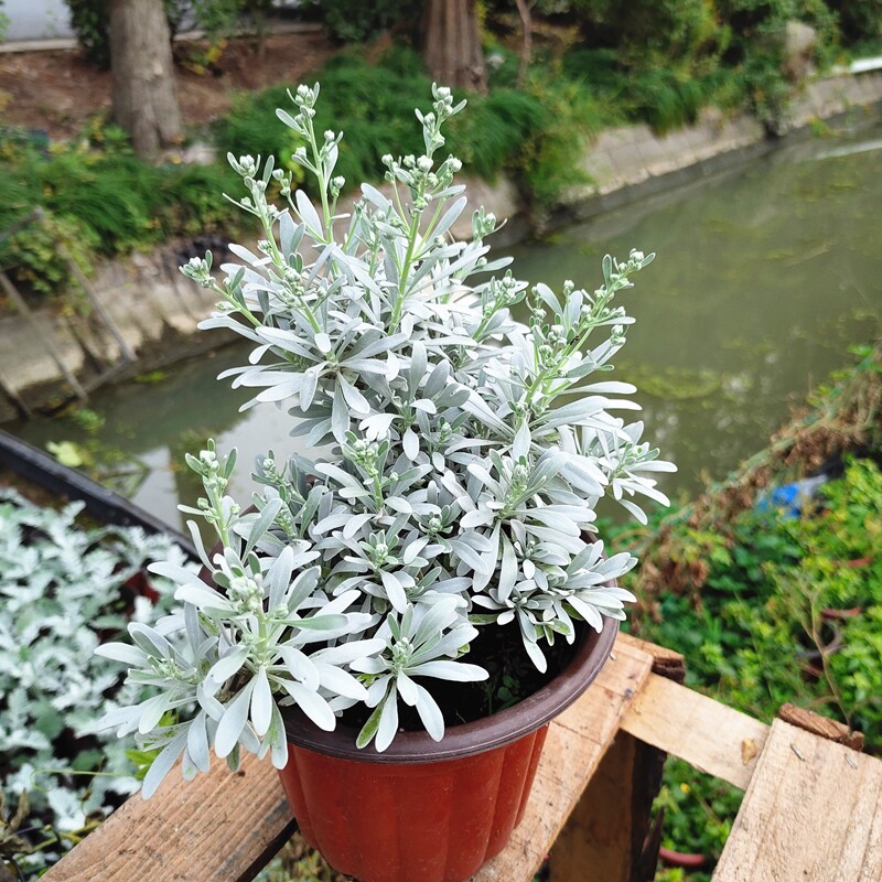 芙蓉菊盆栽 雪艾银叶菊花苗 室外阳台庭院花园植物多年生耐寒耐冻
