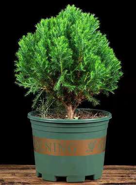 雾松盆栽植物室内四季常青绿植好养易活阳台办公室桌面绿色小盆栽