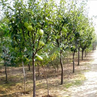 北方户外种植木瓜树苗庭院地栽木瓜海棠苗耐寒品种绿化苗木行道树