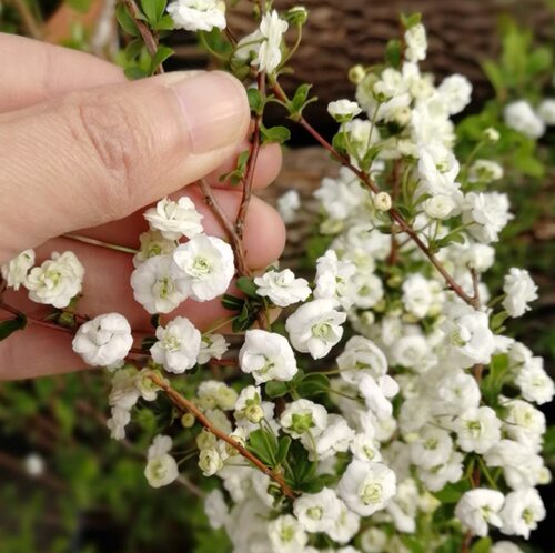 重瓣喷雪花花苗盆栽雪柳室内桌面阳台庭院耐寒耐热花卉多年生植物