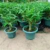 Товары от 蒋晓敏8855