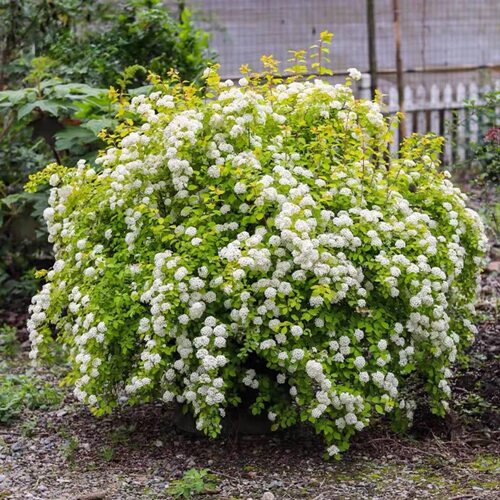 绿叶黄金喷泉绣线菊菱叶绣线菊盆栽喷雪花雪柳树苗盆栽庭院花灌木