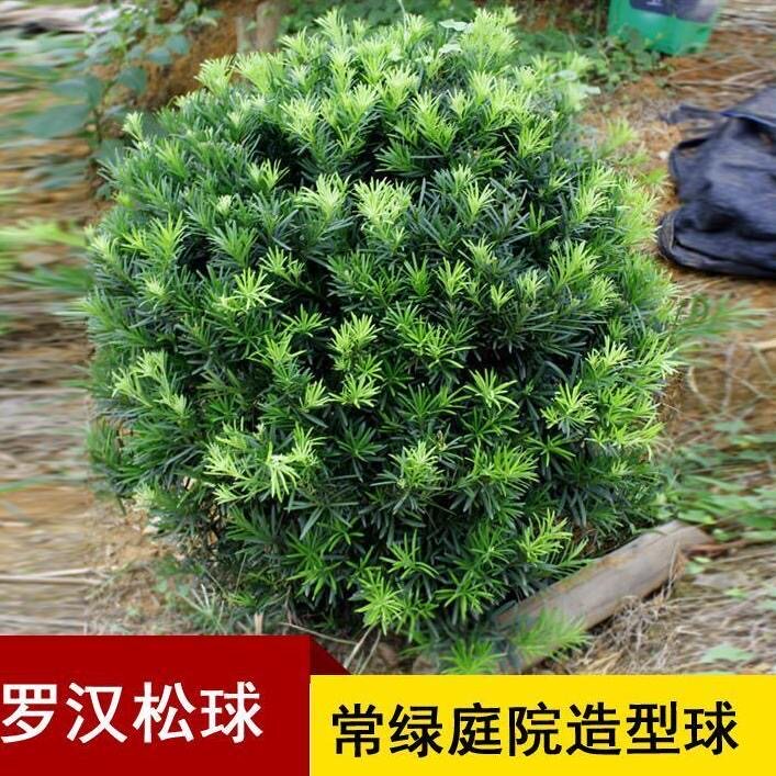罗汉松球造型罗汉松树基地直销四季常青庭院阳台盆栽精品耐寒好养