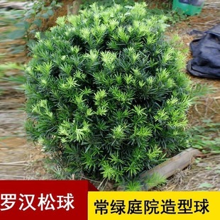 罗汉松球造型罗汉松树基地直销四季常青庭院阳台盆栽精品耐寒好养