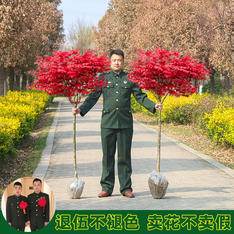 四季种植日本红枫树苗红舞姬庭院别墅中国三季红枫小苗阳台盆栽枫图片