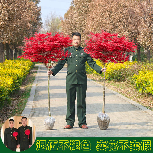四季种植日本红枫树苗红舞姬庭院别墅中国三季红枫小苗阳台盆栽枫