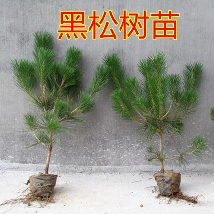 绿化苗木日本黑松小苗庭院黑松苗黑松树苗四季常青盆景植物松树苗